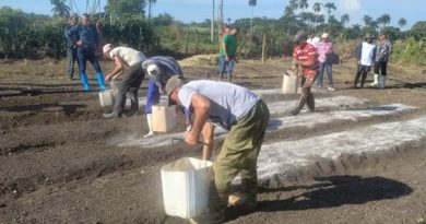 Preparan condiciones para temporada tabacalera en Lajas Preparan condiciones para temporada tabacalera en Lajas