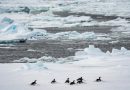 El océano ya absorbe un calor equivalente a 40 veces la energía que consume toda la humanidad La extensión tan baja del hielo marino en 2022 en la Antártida coincidió con un fracaso reproductivo a gran escala y sin precedentes entre los pingüinos emperador.