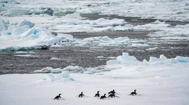 La extensión tan baja del hielo marino en 2022 en la Antártida coincidió con un fracaso reproductivo a gran escala y sin precedentes entre los pingüinos emperador.