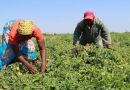 Un informe advierte que los trabajadores del sistema alimentario mundial sufren una gran explotación a la hora de alimentar al mundo.