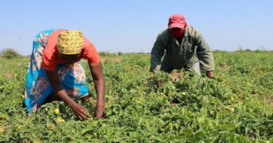 La explotación laboral, el costo oculto de los alimentos en el mundo Un informe advierte que los trabajadores del sistema alimentario mundial sufren una gran explotación a la hora de alimentar al mundo.