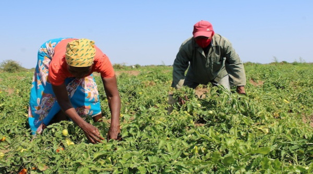 Un informe advierte que los trabajadores del sistema alimentario mundial sufren una gran explotación a la hora de alimentar al mundo.