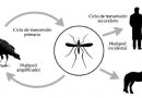 Virus del Nilo Occidental se propaga por Europa Virus del Nilo Occidental se propaga por Europa